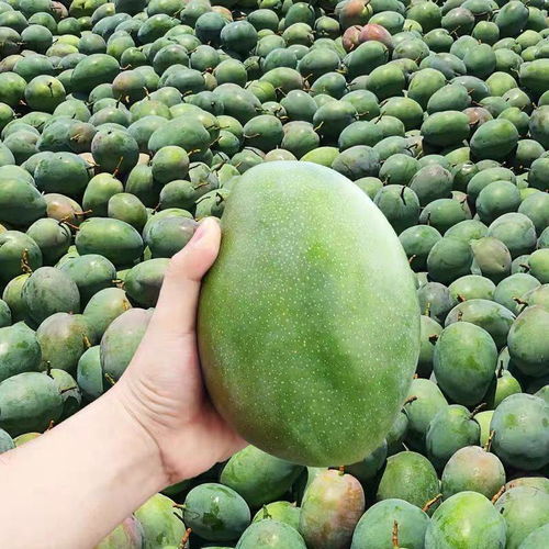 热带芒果品种全解析 凯特芒、吉禄芒、甜心芒与青芒果的批发选购指南