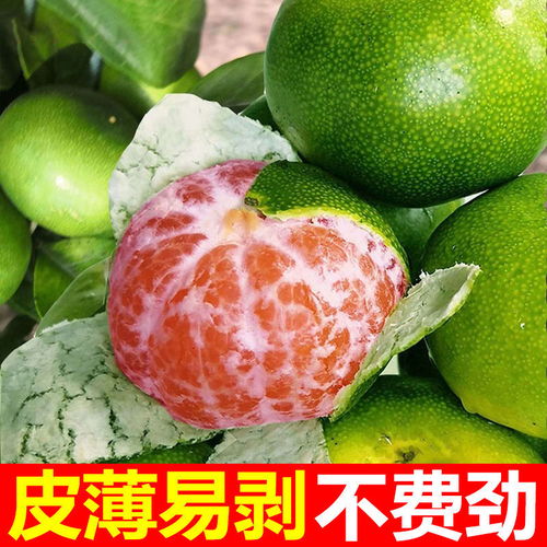 新鲜蜜桔批发指南 薄皮青桔的多仓发货优势