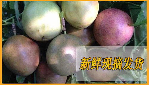 广西百香果 从枝头鲜到舌尖的味蕾盛宴