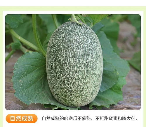 海南哈密瓜 当季鲜果优选，西州蜜瓜与网纹瓜批发指南