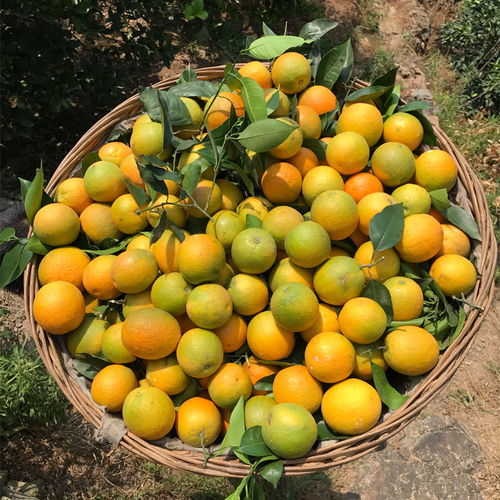 高山脐橙 应季甜橙的馈赠，从果园直达餐桌